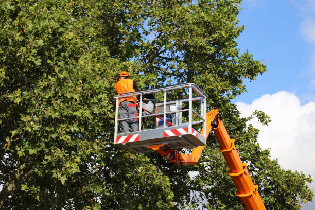 Best Tree Planting Services  in Maltby, WA